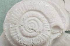 fossili-7