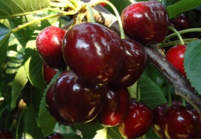 Primo Censimento degli alberi storici di ciliegia ‘Ferrovia’